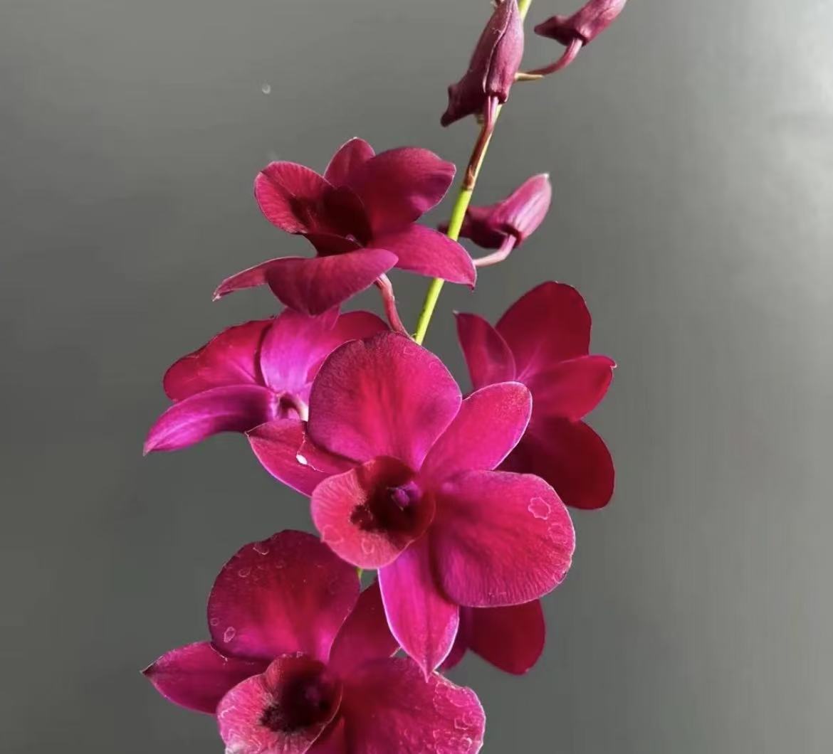 红猫石斛兰秋石斛不分花剑发货