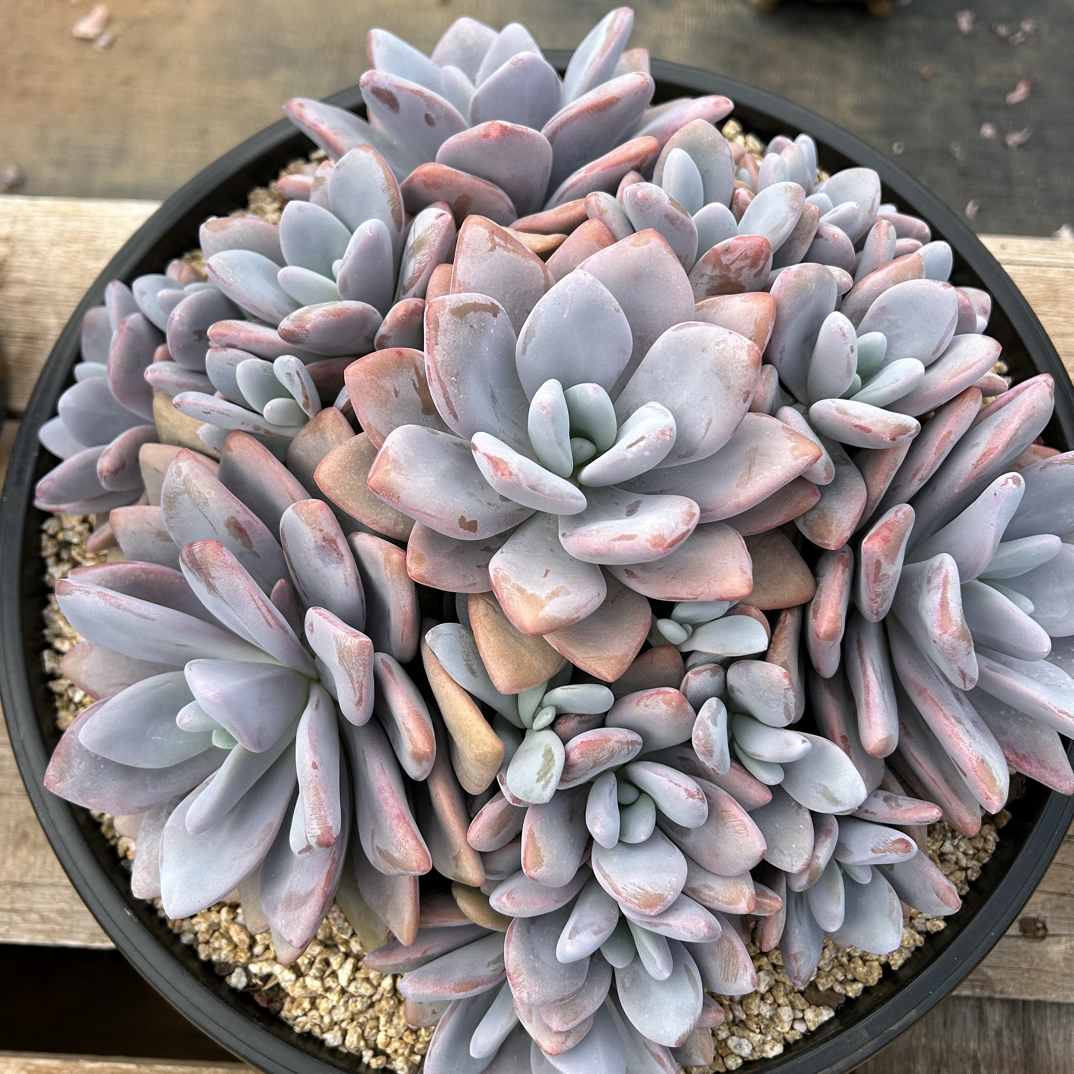 多肉植物，粉兔大群 带盆土物流，到付，不包邮