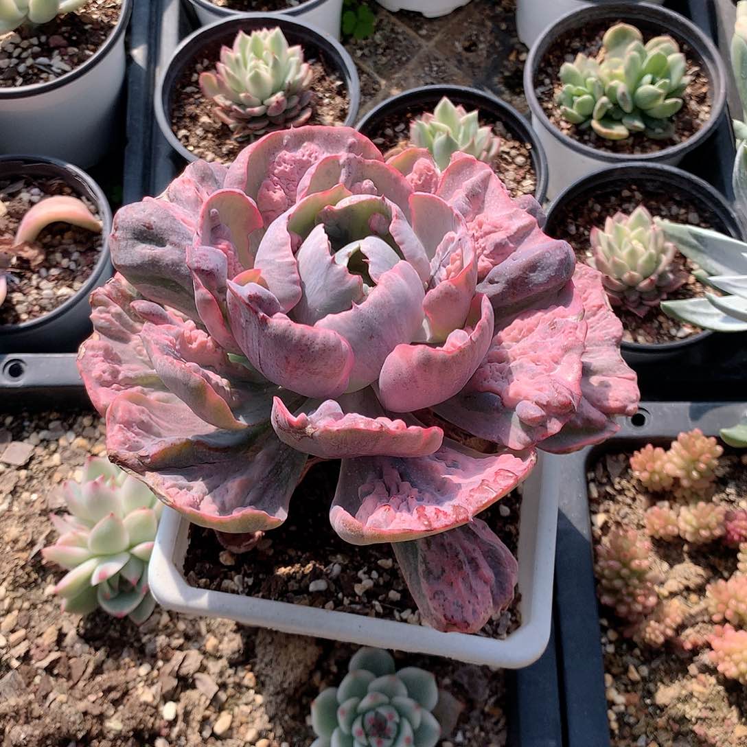 雨滴锦多肉植物老桩