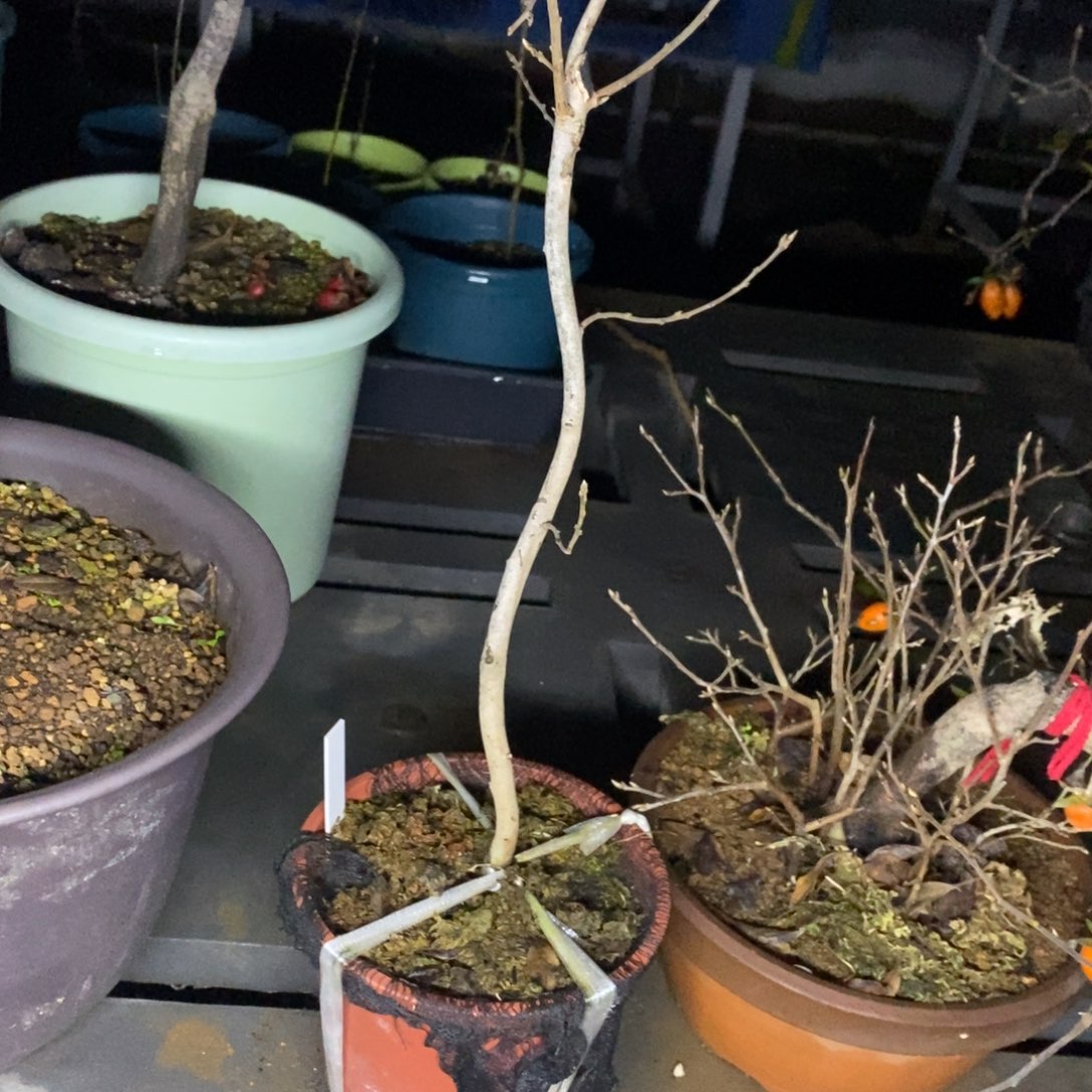 宝来山原生大苗一棵