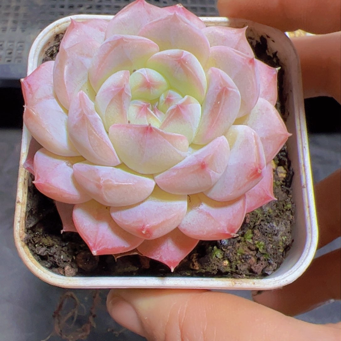 星*?白霜，多肉植物