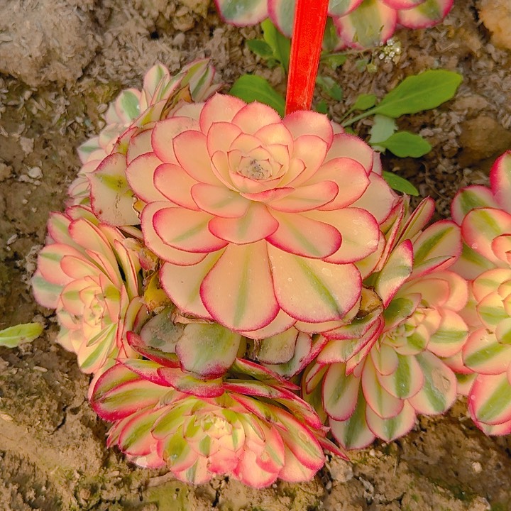 5-41倾城多肉法师