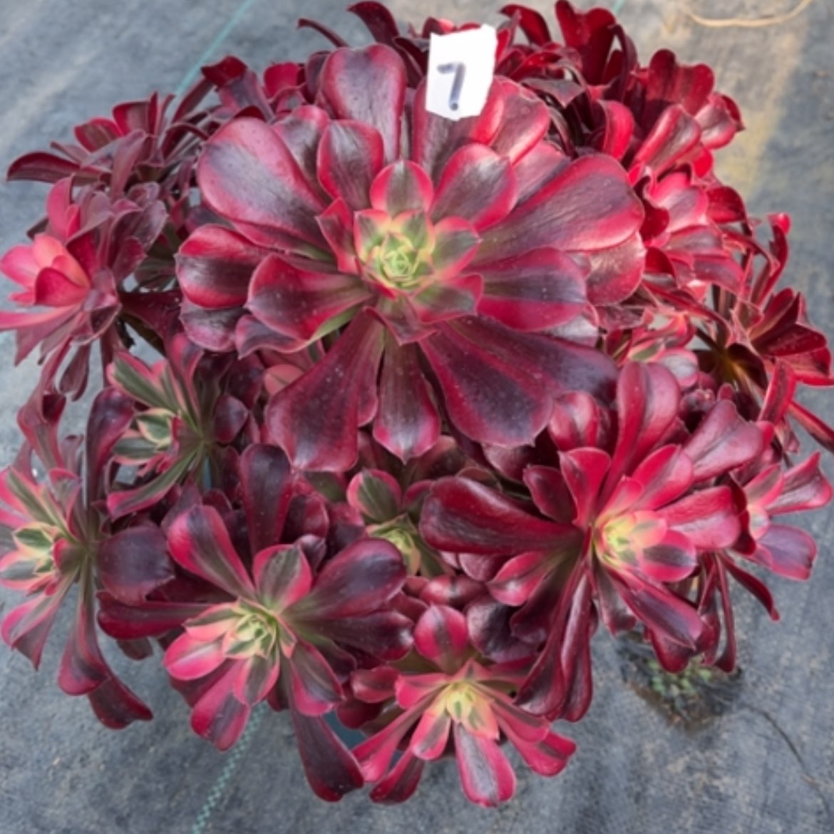 【闪购商品】7美杜莎多肉法师