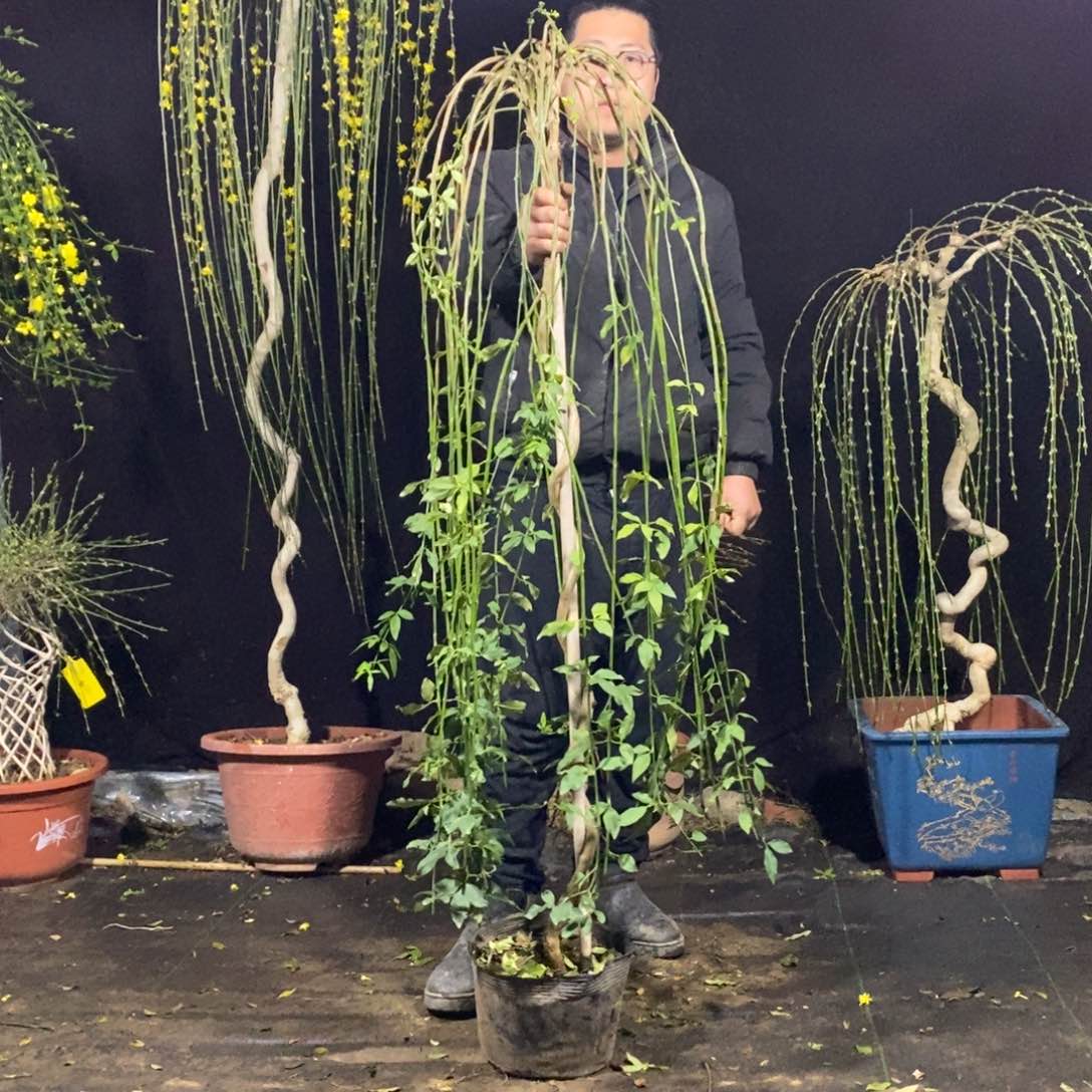 探春花，一物一拍，高度1.53