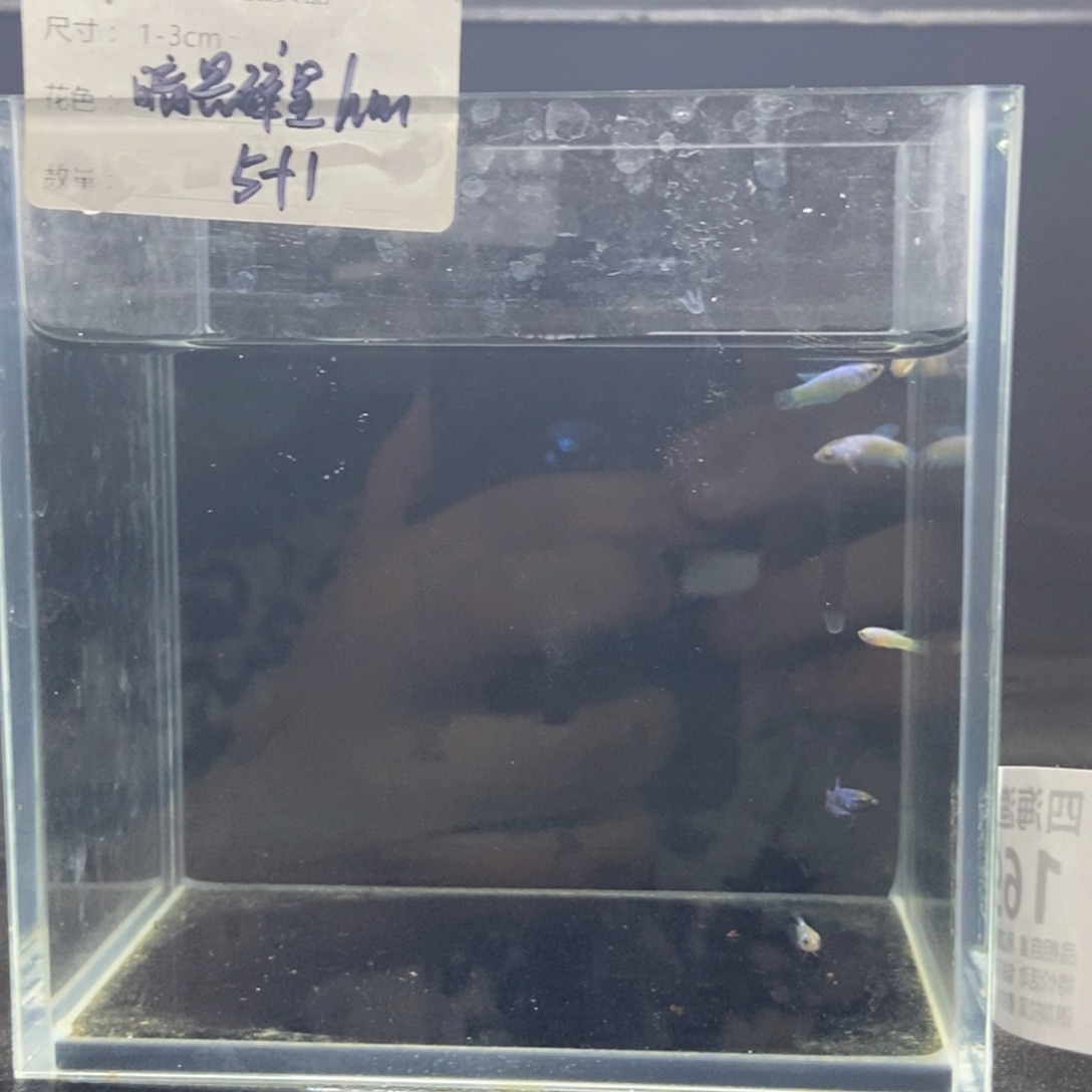 斗鱼包活不包损所见即所得169