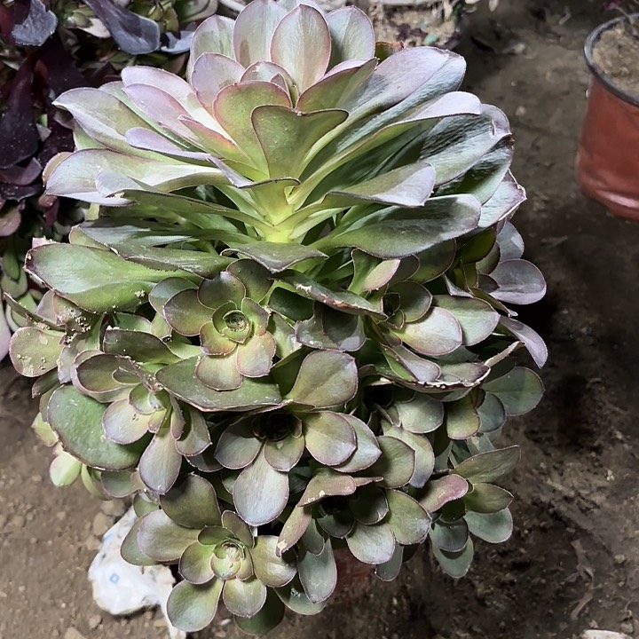 多肉植物法师魅金56