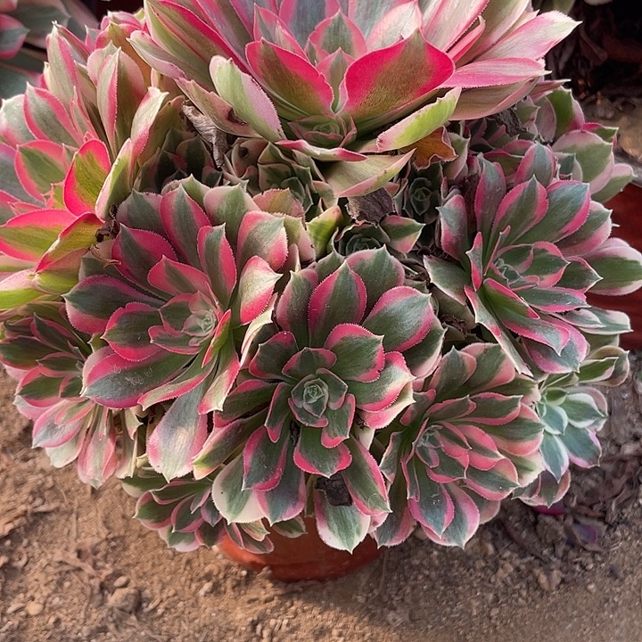 787粉女郎对肉植物