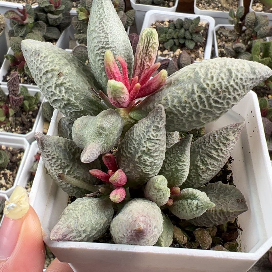 融化纹冰激凌老桩多肉植物水泡多肉植物