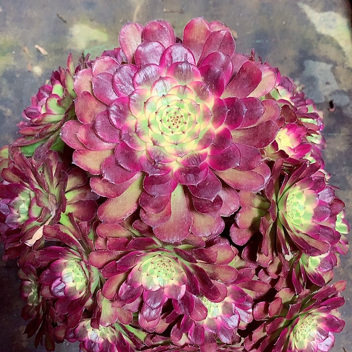 潘老桩，多肉植物