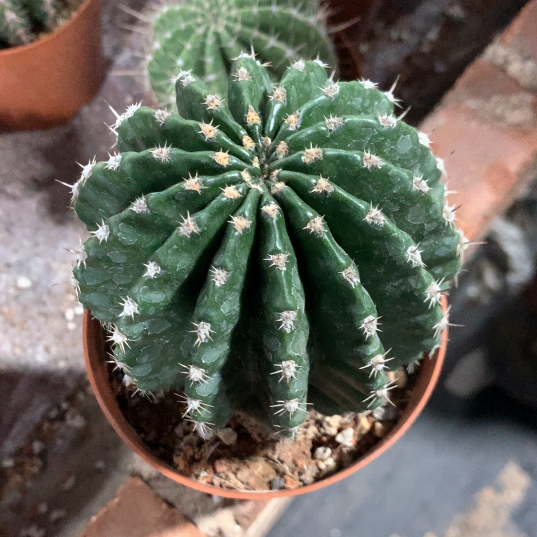 @***哥1148彩草盲拍10公分杯