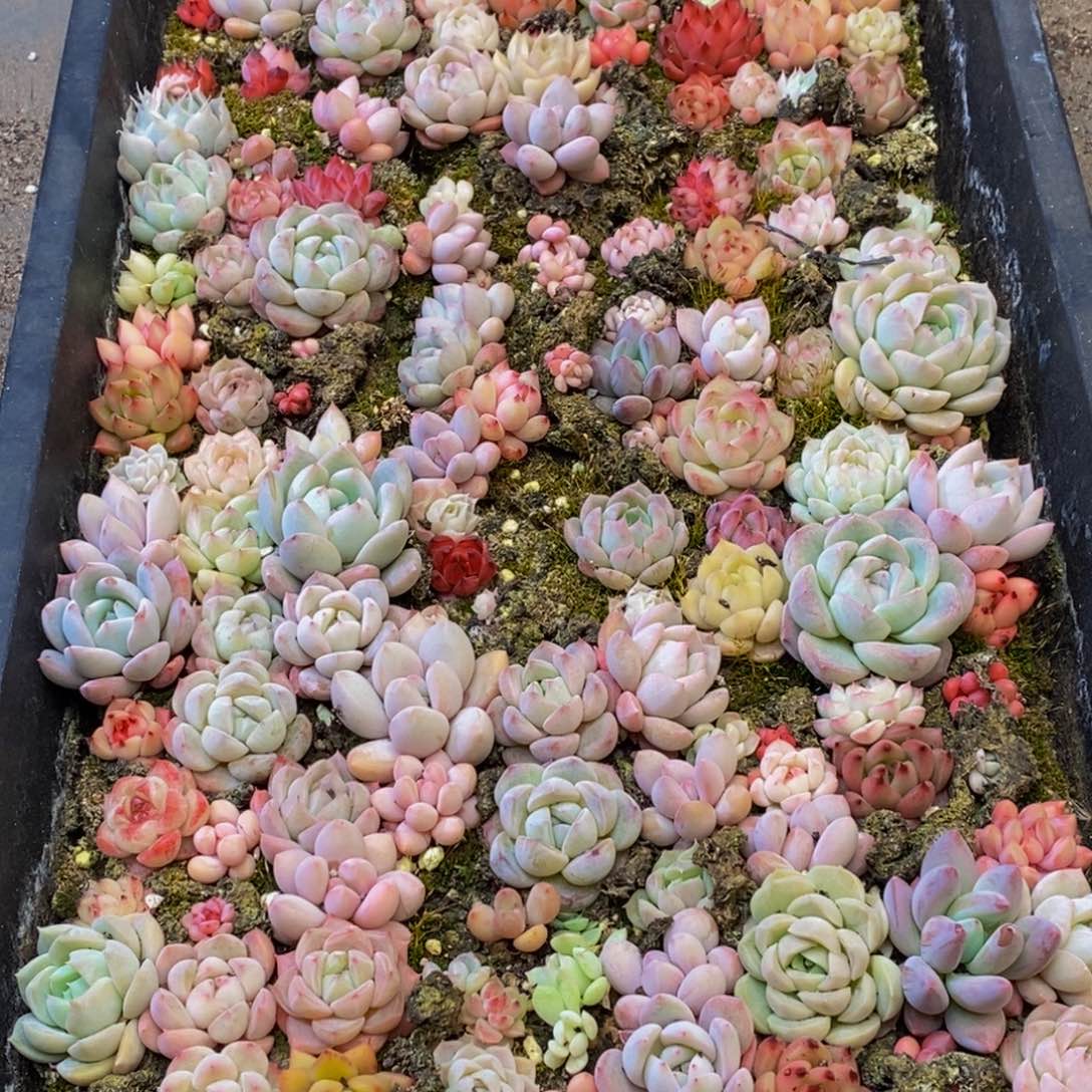 216的人都是这样吧。