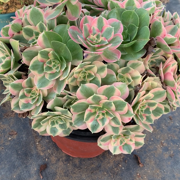 892夜罗刹多肉植物特价