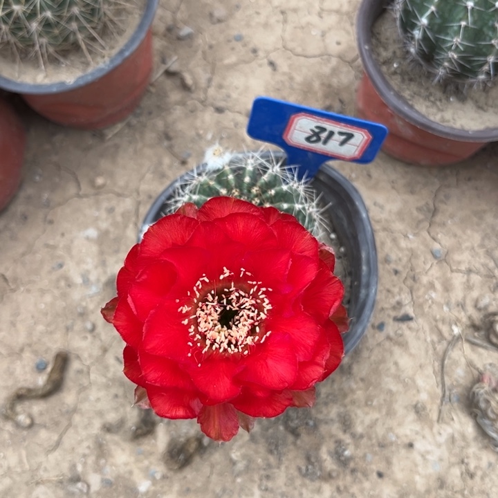 817，彩草心火。。。。