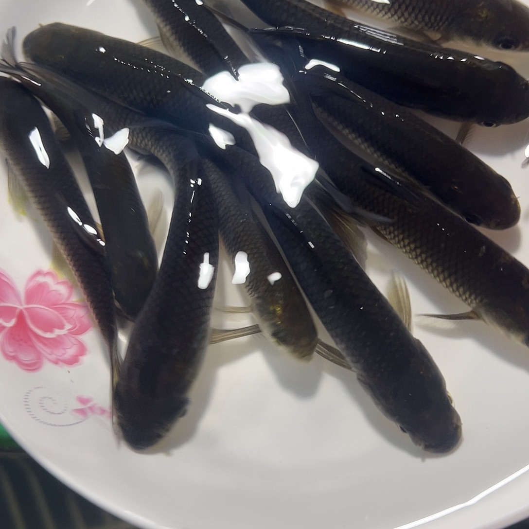 草鱼9 －13公分4斤