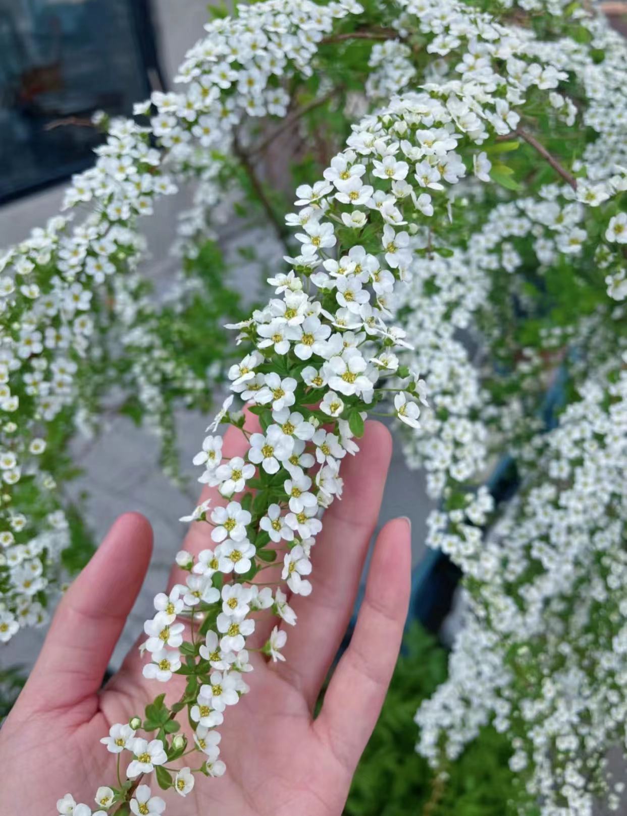 【精选大粗枝-5支】雪柳高度1.3米云南鲜枝雪柳带芽带叶发货