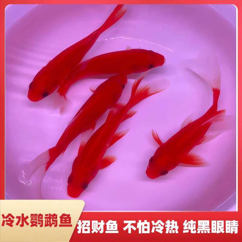 冷水鹦鹉鱼招财红鱼淡水好养易活冷水鱼苗观赏鱼活鱼金鱼耐活锦鲤