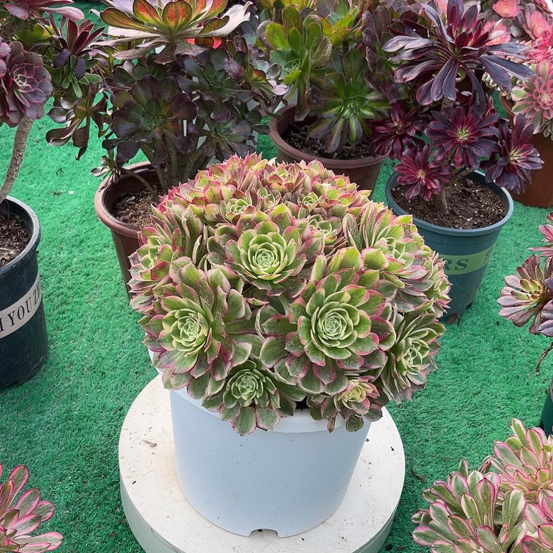 无花朵海仙法师多肉植物漂亮