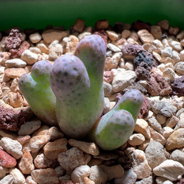 A883.  优选大型紫体斑马。 渐变色。 