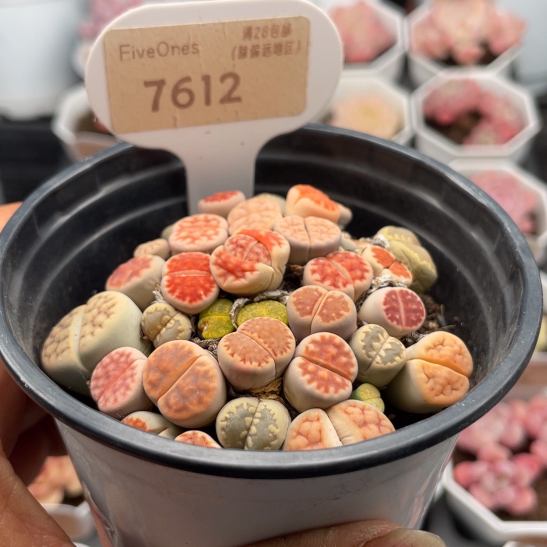 生石花7612-7.0厘米