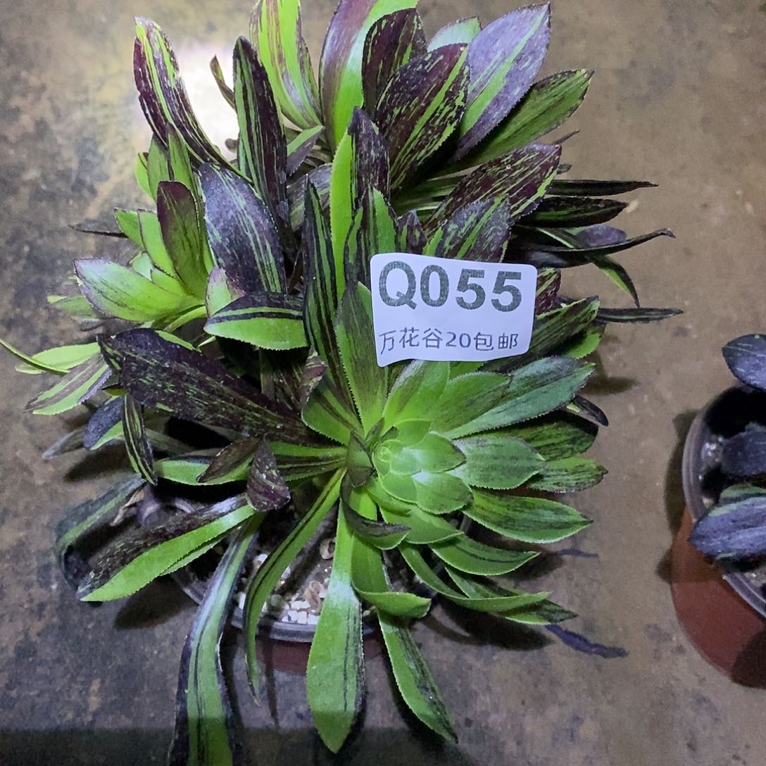 055水墨丹青砍过多肉植物