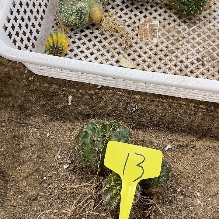 丽花种子苗两个，锦球一个13号有瑕疵