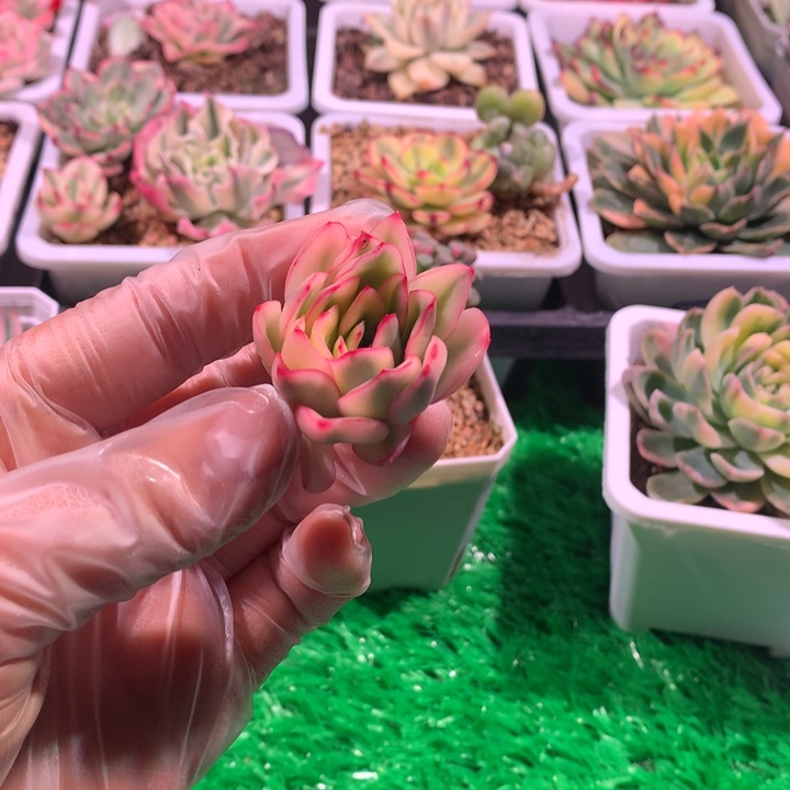 雨燕坐锦，锦哥多肉