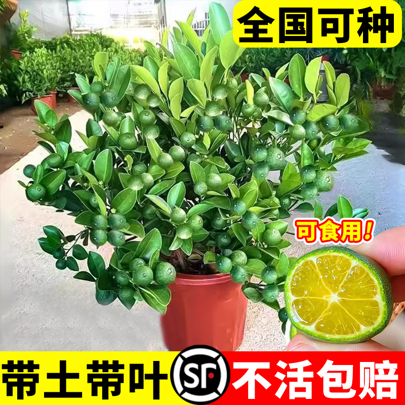 海南小青柠树苗带果香水柠檬树南方北方室内客厅金桔盆栽果树果苗