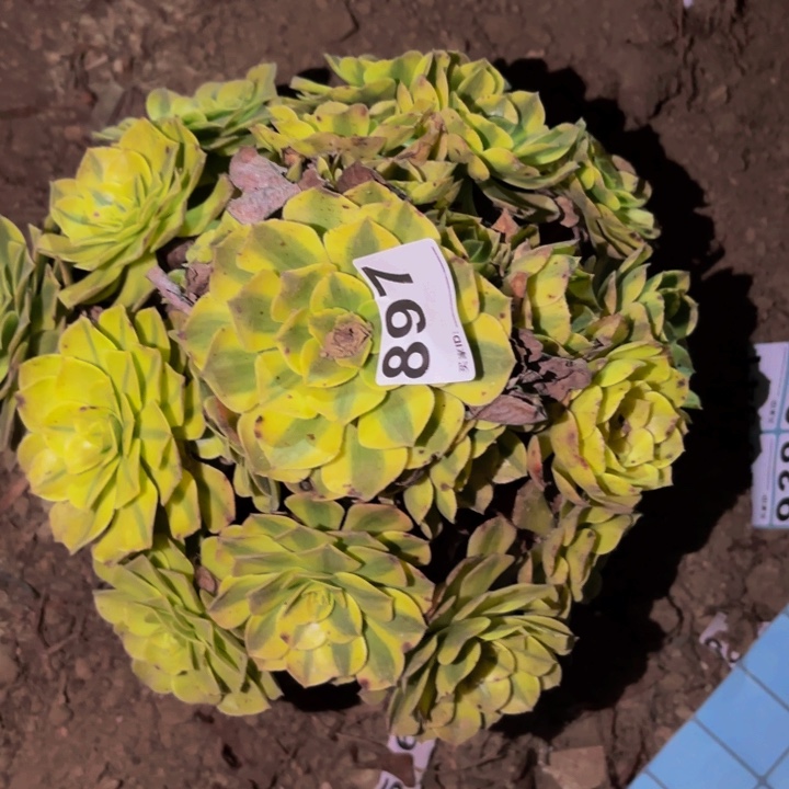 897雨荷多肉植物不售后