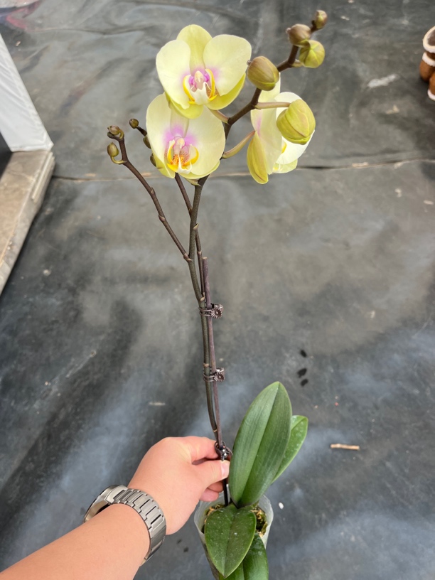 鲜花《巴黎魅惑》蝴蝶兰云南源头基地直发