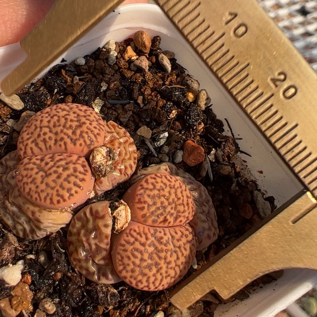 柘留带盆多肉植物百科