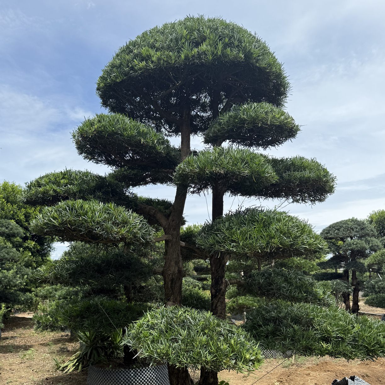 罗汉松地景造型树基地直发