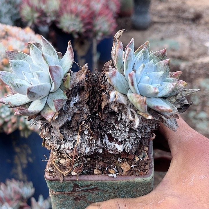 仙女杯多肉植物提取