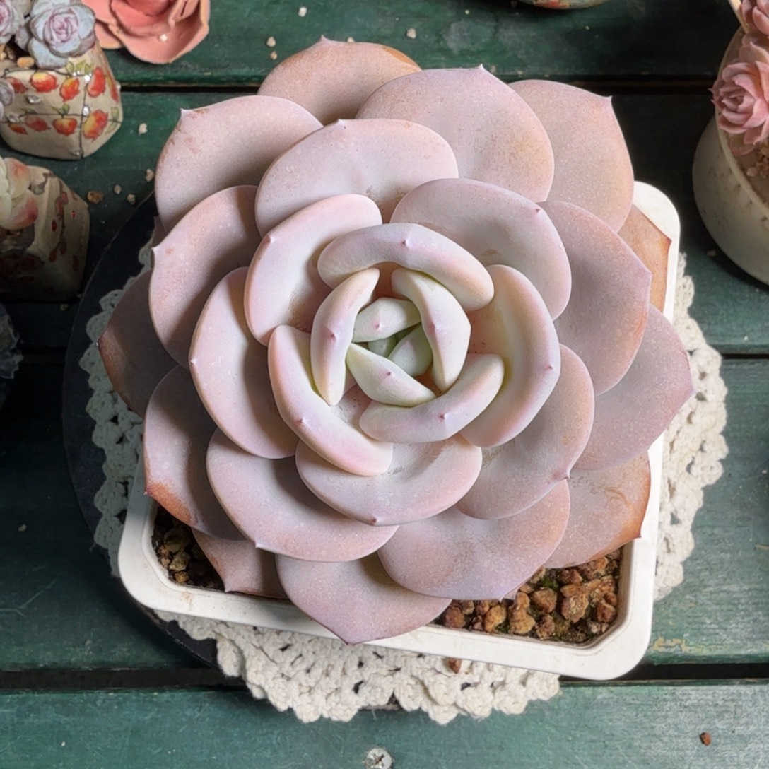 奶茶一物一拍拍下不退不换