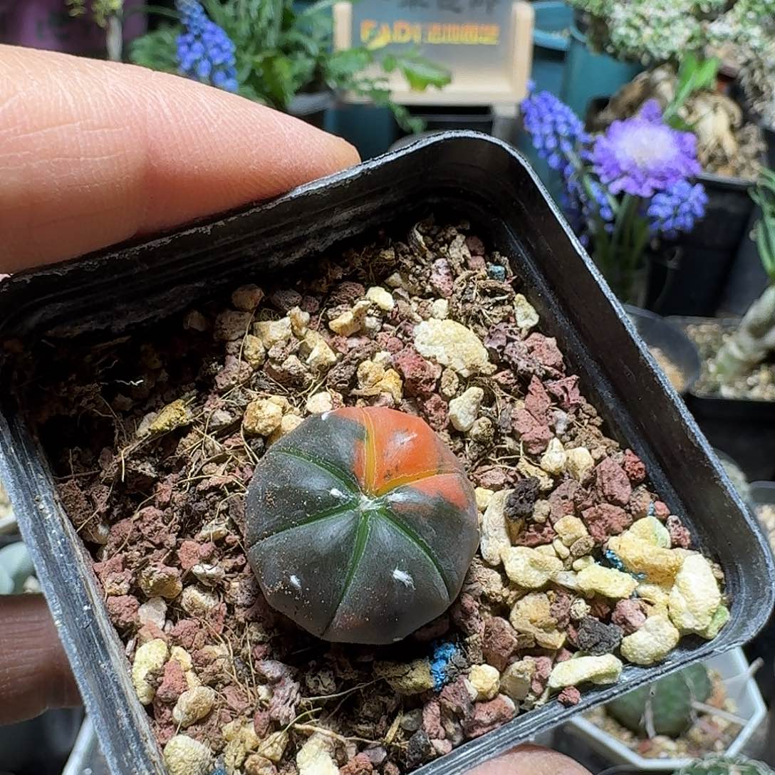 游***灵347兜锦脱土发货实生