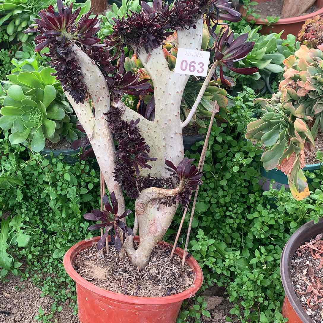 063黑法师缀化的一个