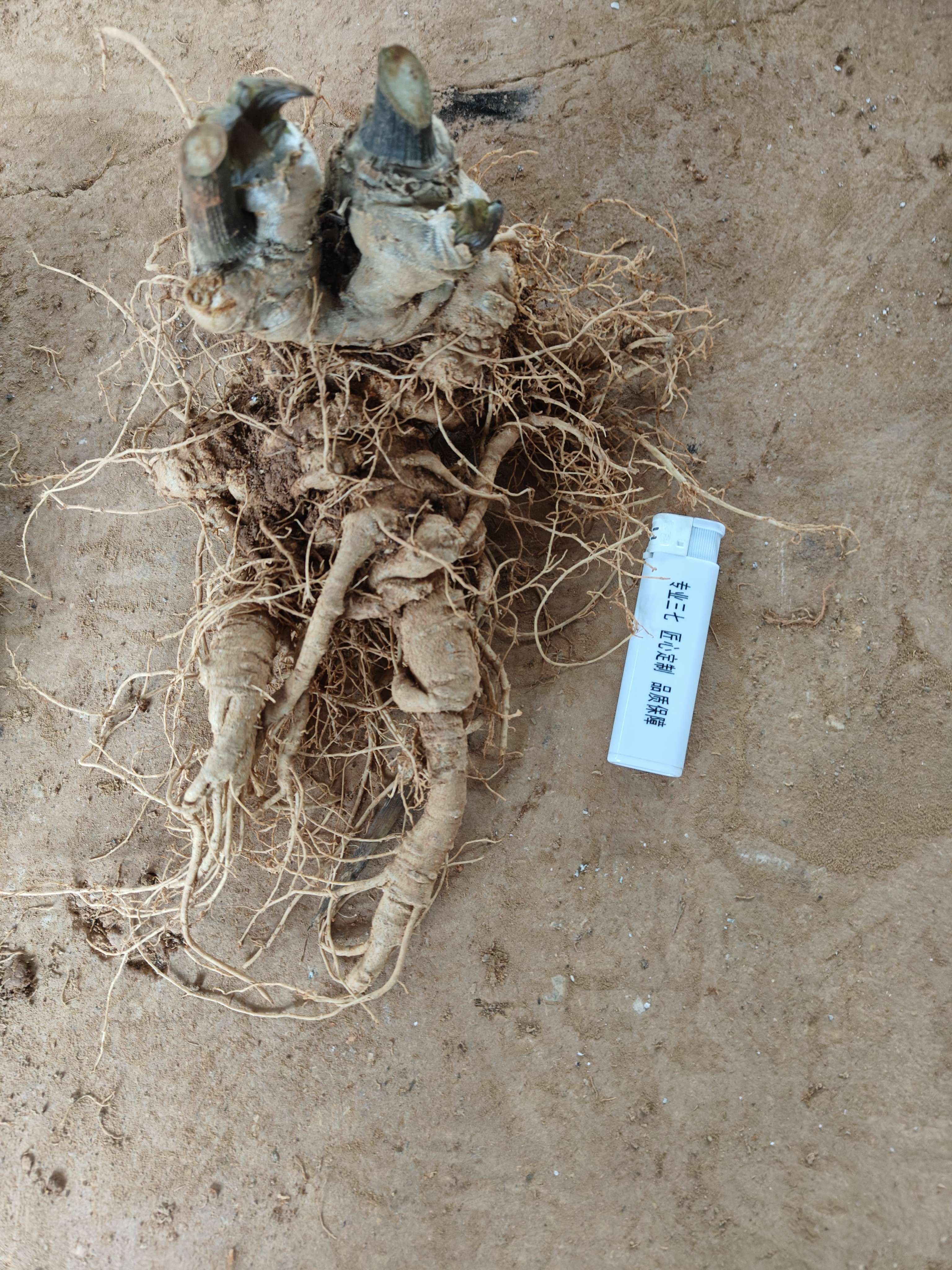 产地文山新鲜三七批发正品姑娘牛奶云南