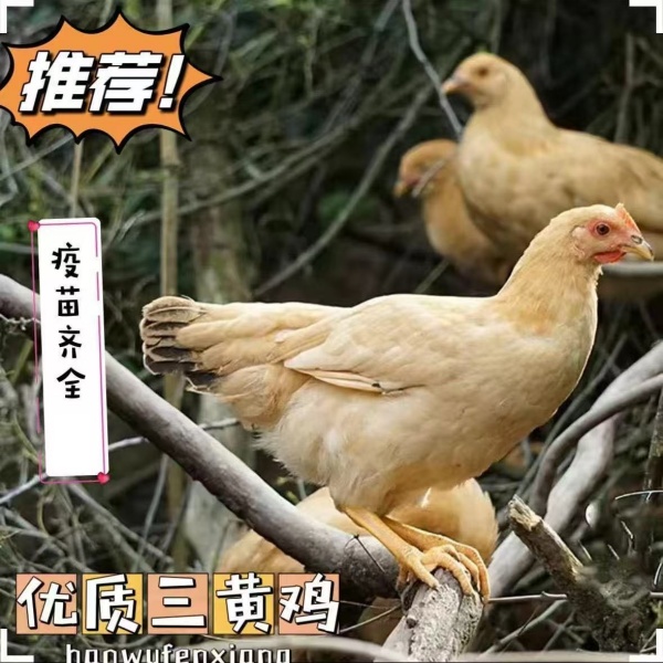 三黄鸡土鸡公母可选半斤左右散养宠物鸡顺丰包邮