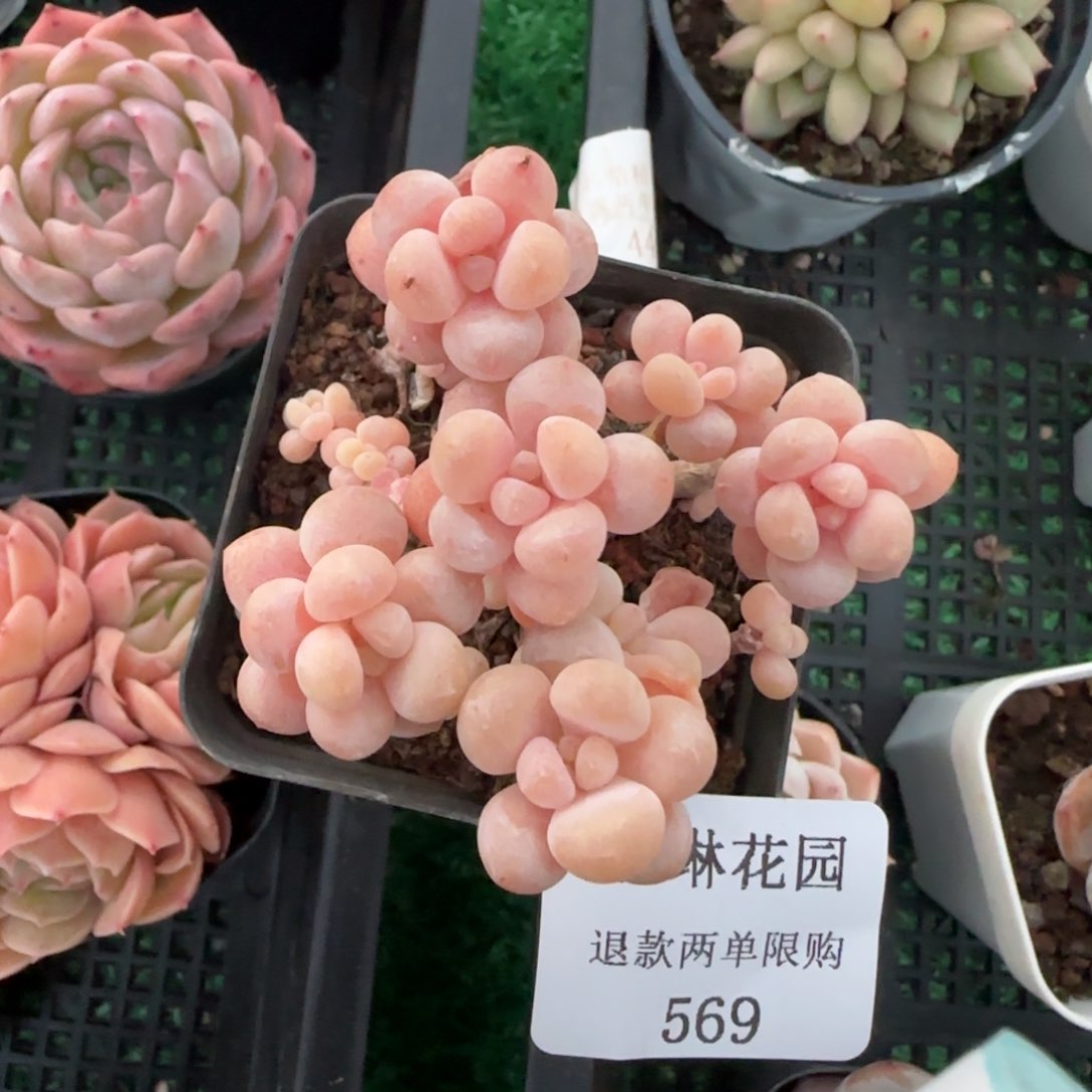 闪购精品多肉569号