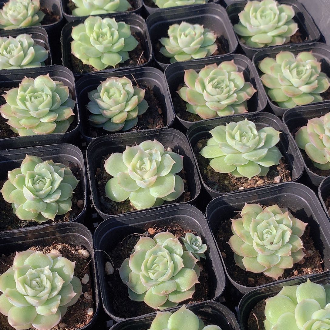 水晶虾饺单头456789900000