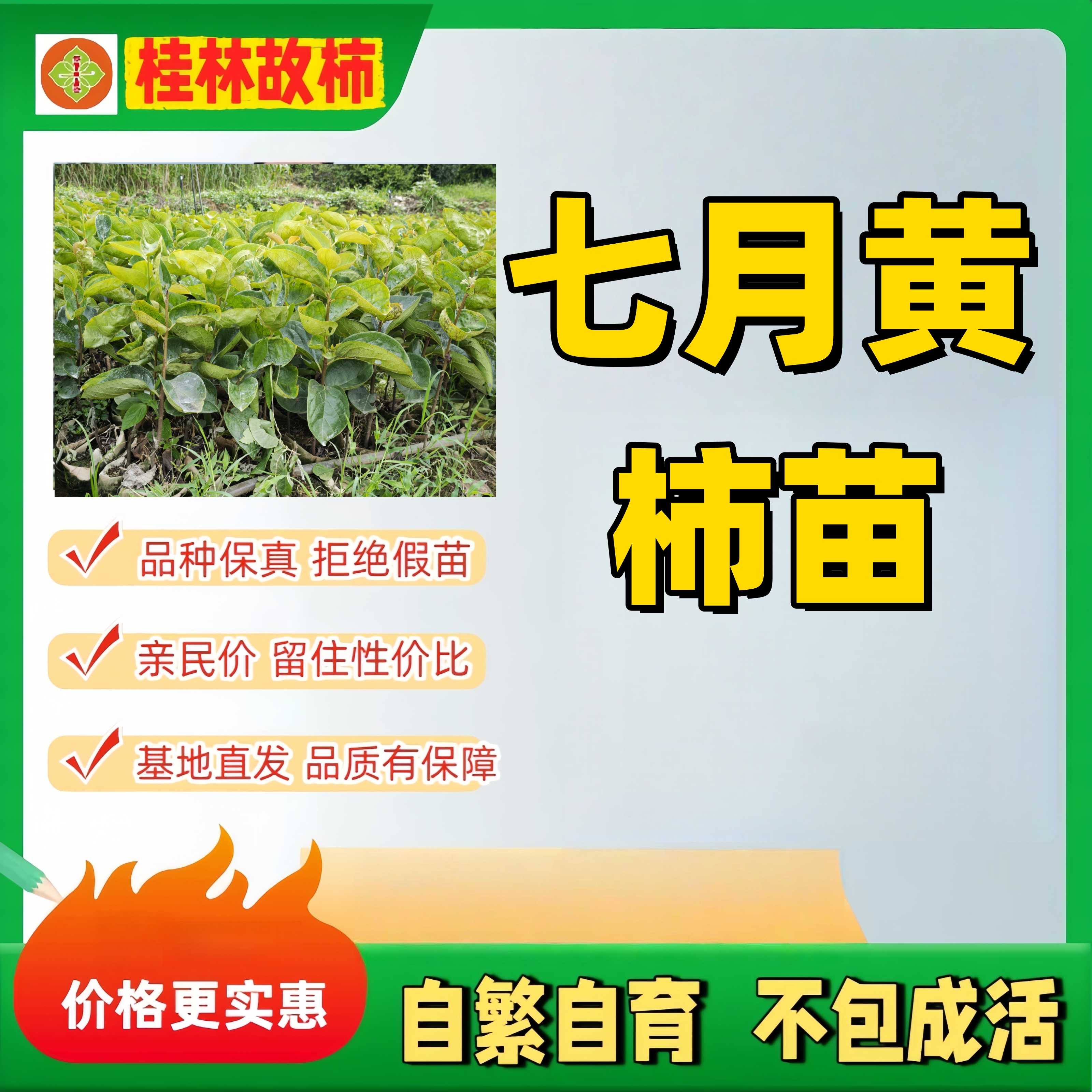 早熟芽变七月黄 7月中旬成熟 优势品种 一年杯苗不包成活
