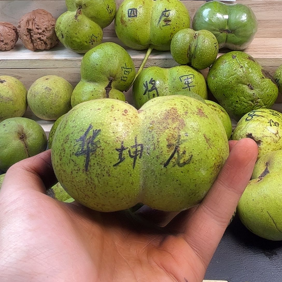 核桃华坤龙半壁江山 定制摆件 去皮影响二次销售