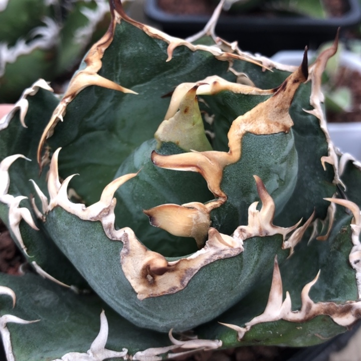 白鲸仁王冠龙舌兰