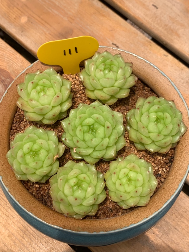 灯泡珍妮单头111