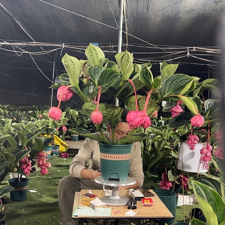 星***)少量花朵（建议范围：2朵-5朵 或40%以下）