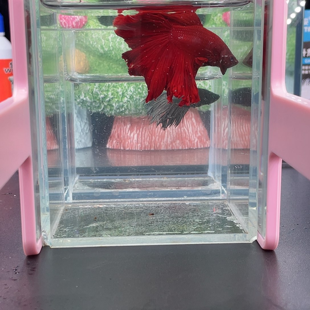 斗鱼巨斗大红袍1225早