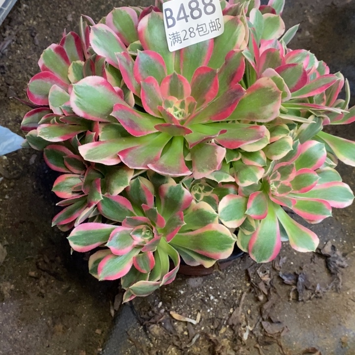 妖月多肉断头不包488