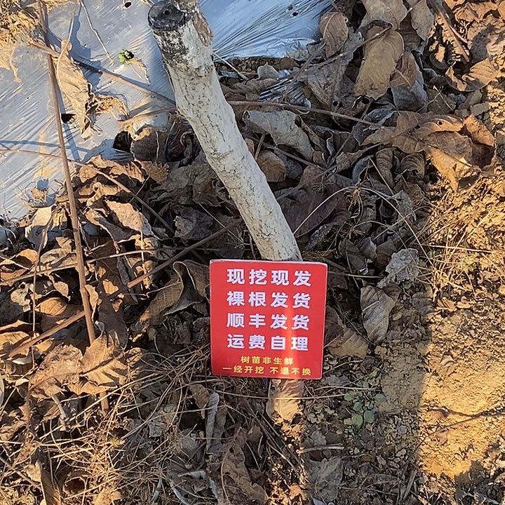 7***夜文玩核桃吊坠白狮