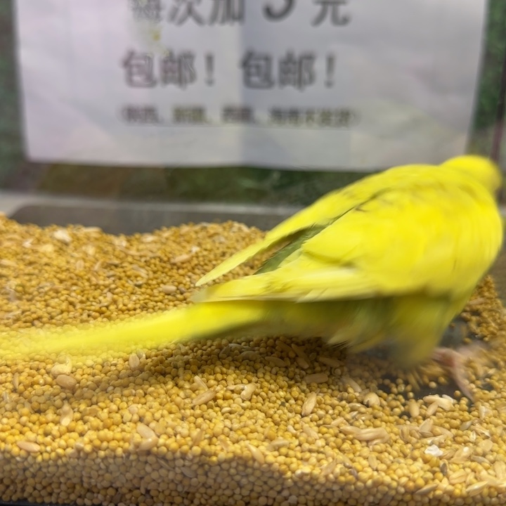 虎皮鹦鹉大头虎皮鹦鹉