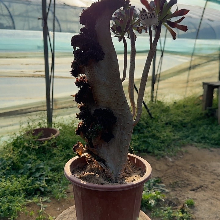 131黑法师有大伤一颗呀呀
