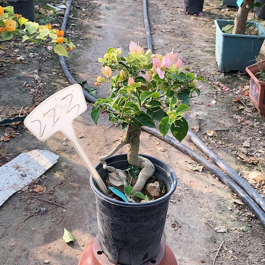 大部分开放少量花苞秀荣223